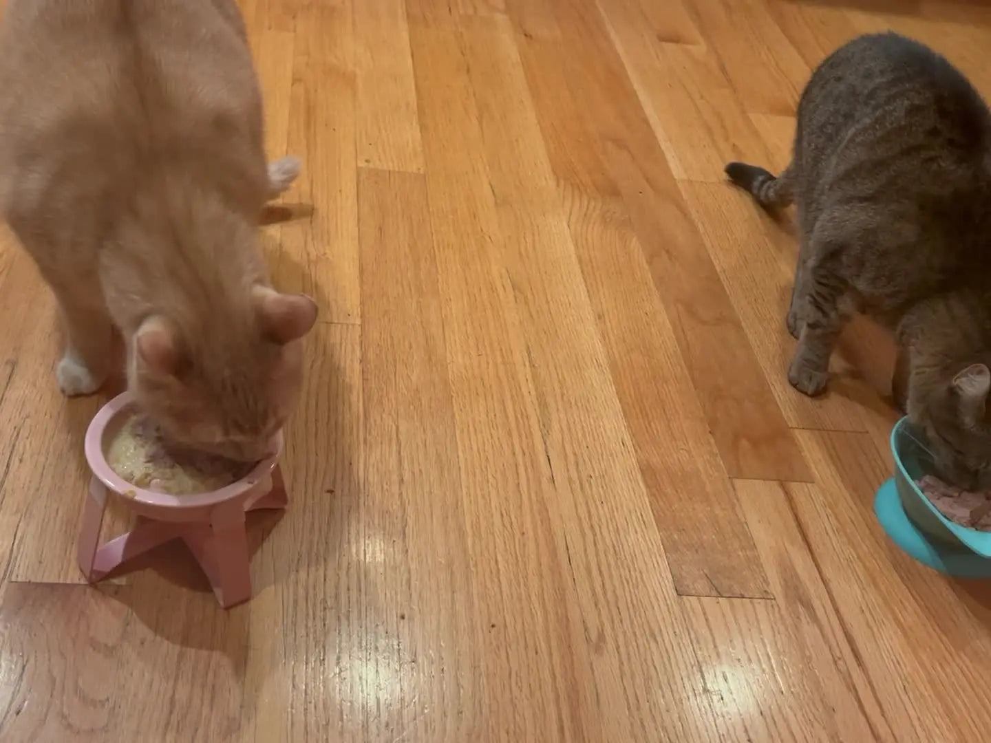 Elevated Ceramic Cat Bowl with Metal Stand - Slow Feeder Pet Dish for Dogs and Cats